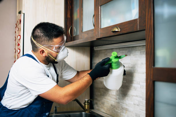 Best Pest Prevention Services  in Maben, MS