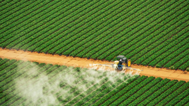 Professional Pest Control in Maben, MS